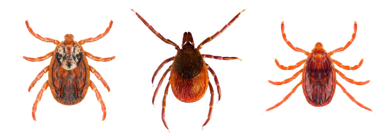 Dermacentor marginatus - pijak stepný, Ixodes-ricinus - kliešť obyčajný, Rhipicephalus sanguineus - kliešť psí. Zdroj foto: Getty images Dermacentor marginatus, Ixodes-ricinus, Rhipicephal sanguines zľava - doprava, rôzne druhy kliešťov